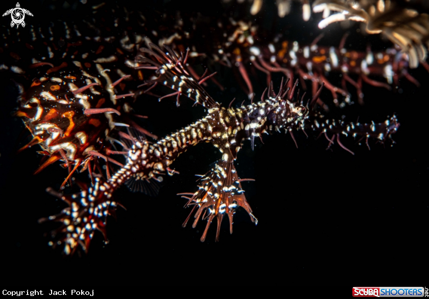 A Ornate ghost pipefish