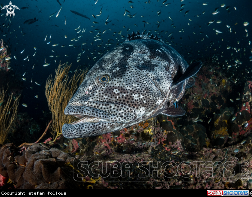 A Malabar Grouper