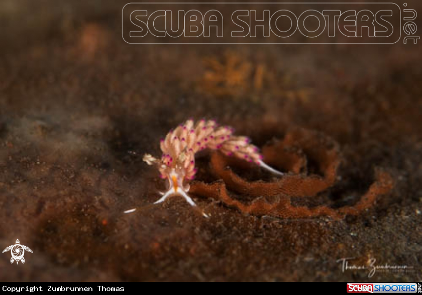 A Nudibranch 
