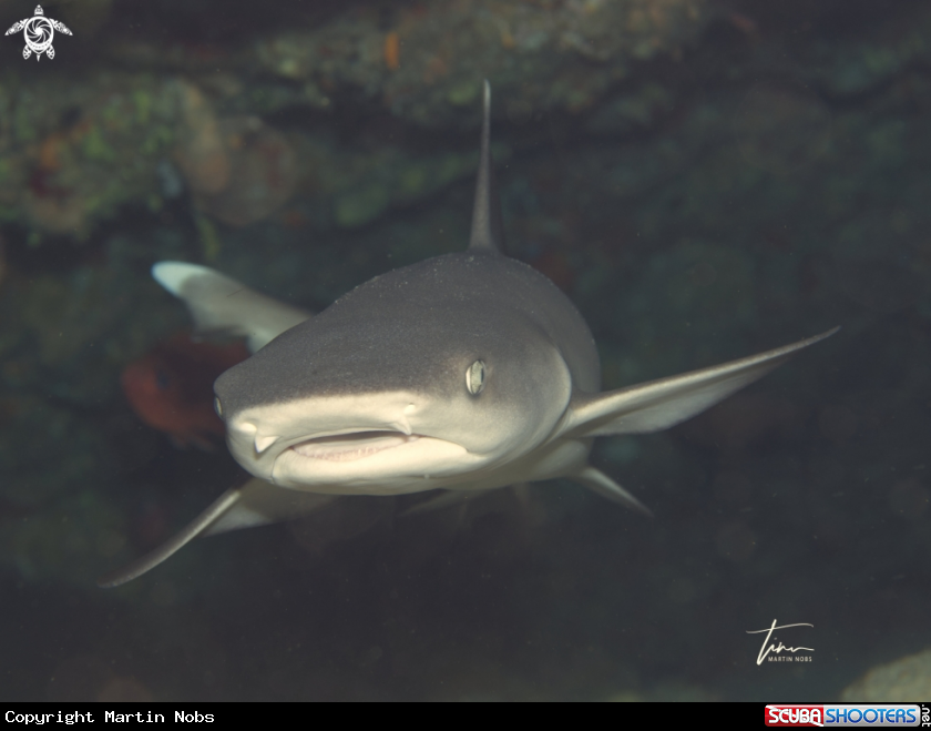A Whitetip Reefshark