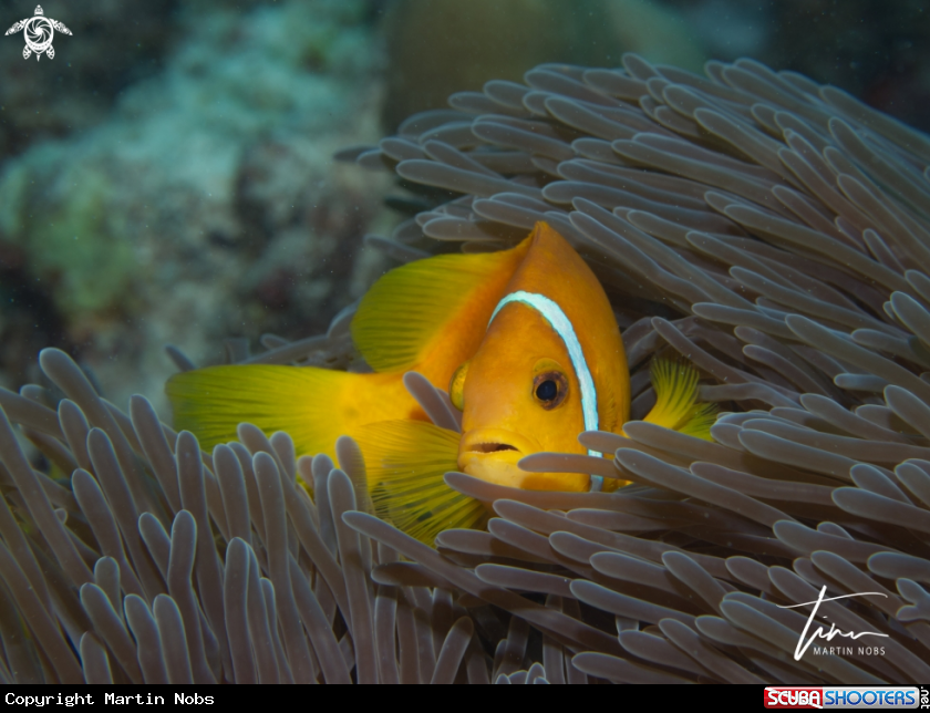 A Blackfoot Anemonefish