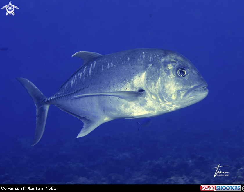 A Giant Trevally