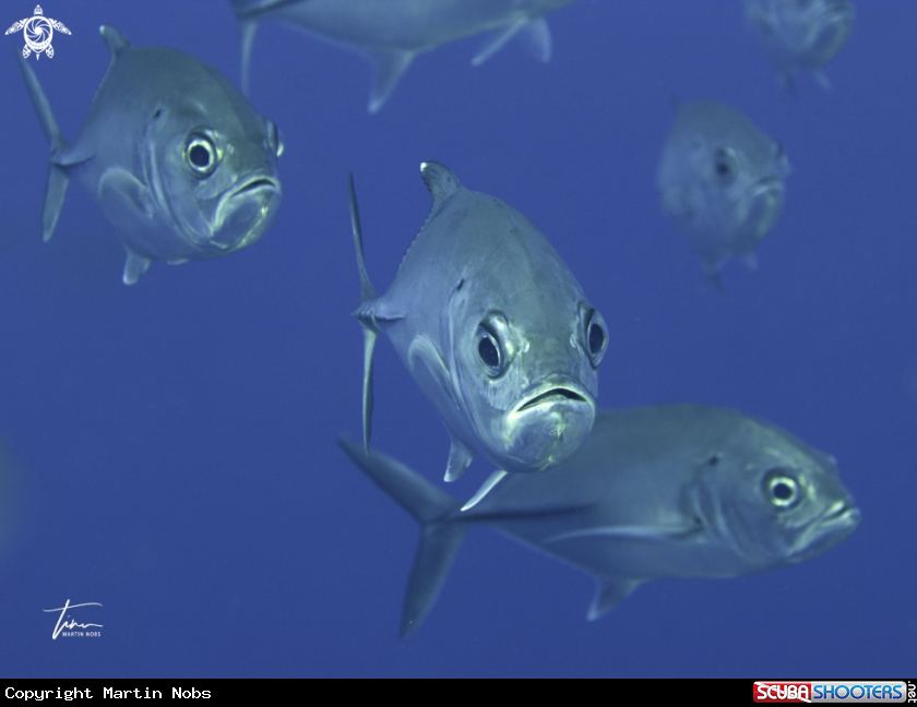 A Bigeye Trevally