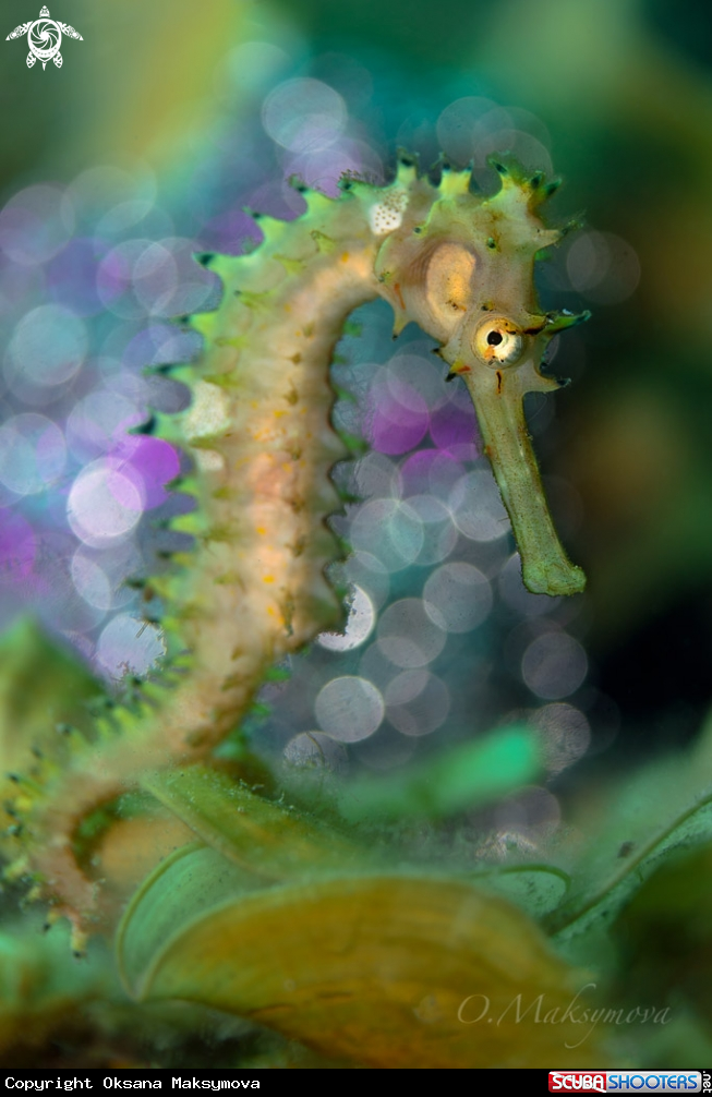 A Hippocampus histrix