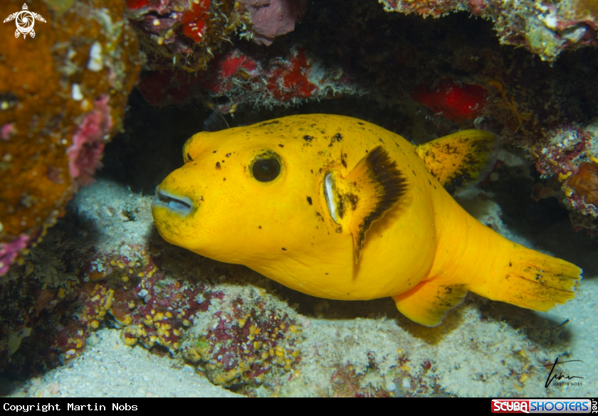 A Guineafowl Pufferfish