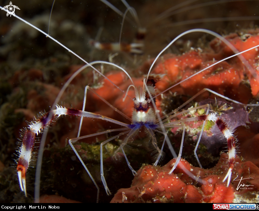 A Banded Coralshrimp