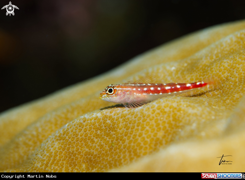 A Maldives Triplefin