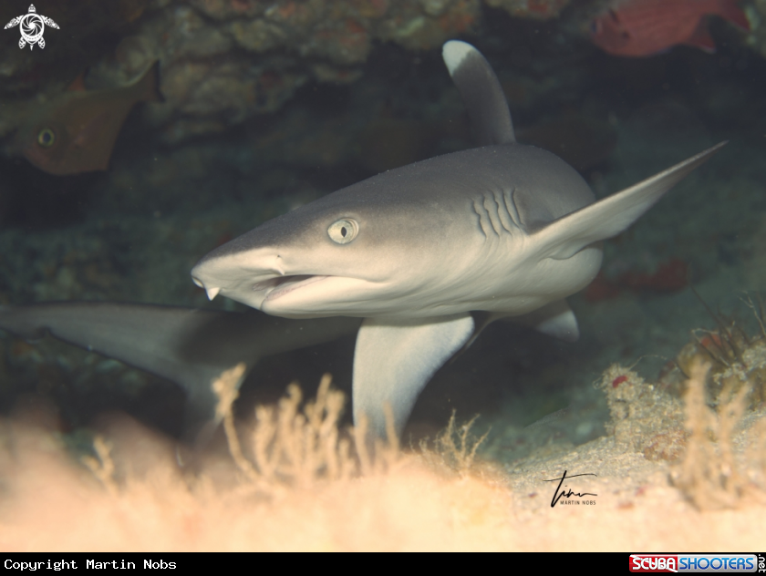A Whitetip Reefshark