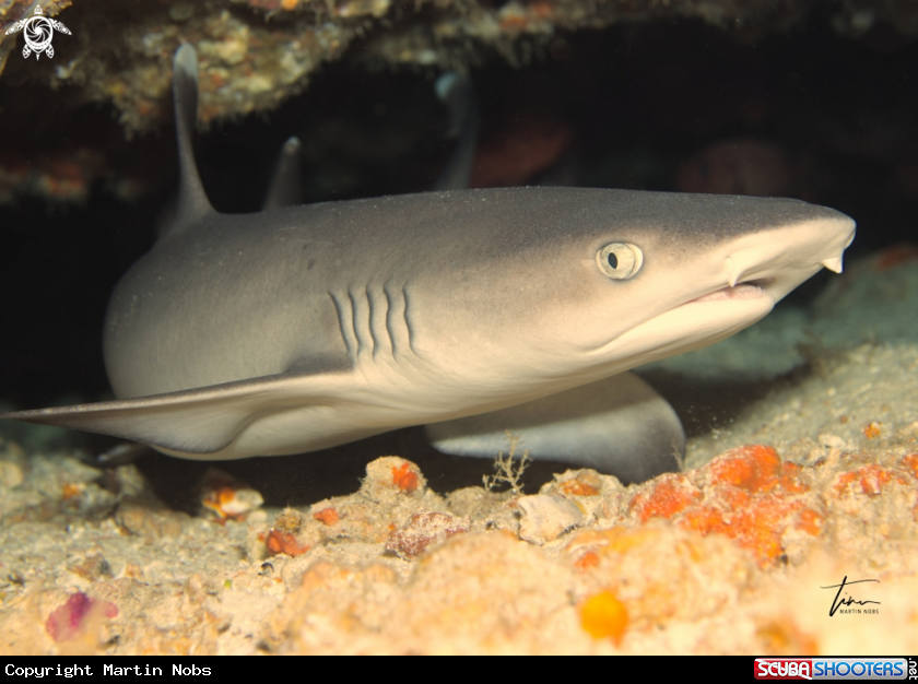 A Whitetip Reefshark