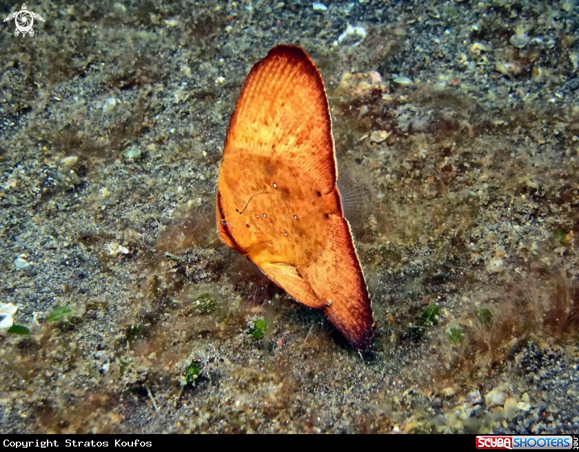 A underwater creature