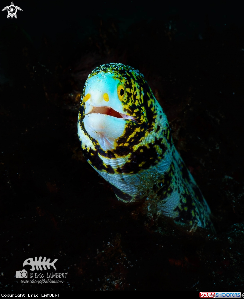 A Moray eel