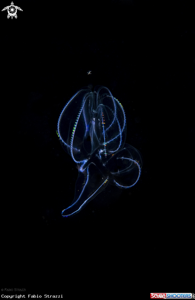 A Jellyfish
