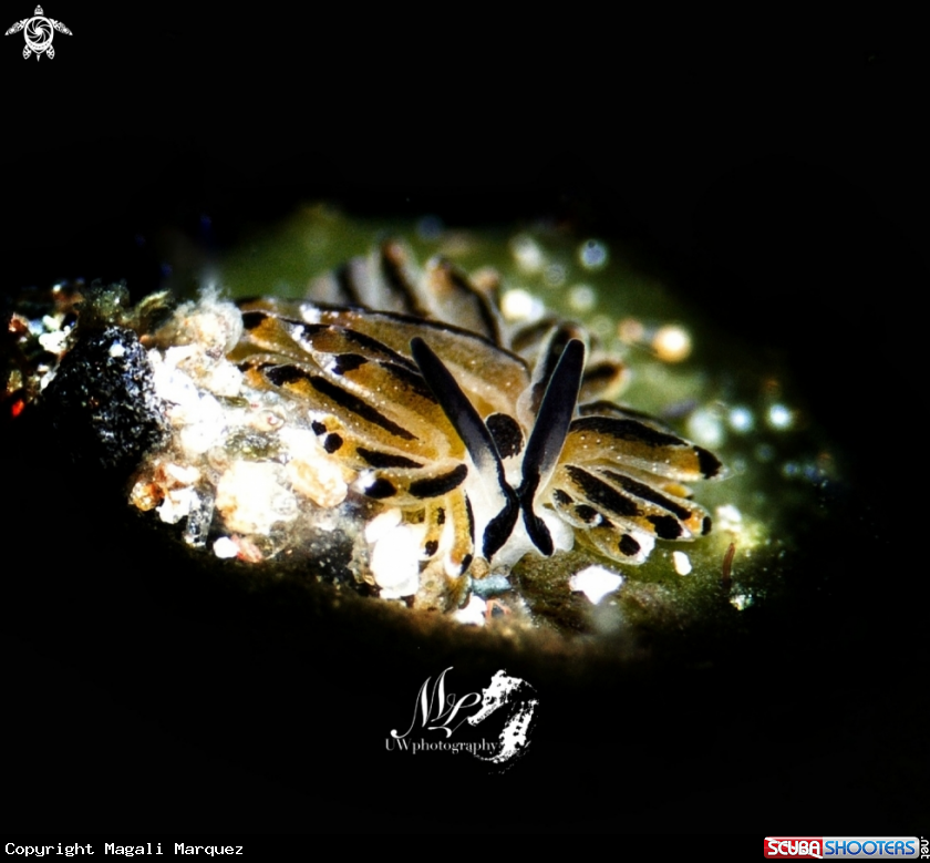 A Banana costasellia sp