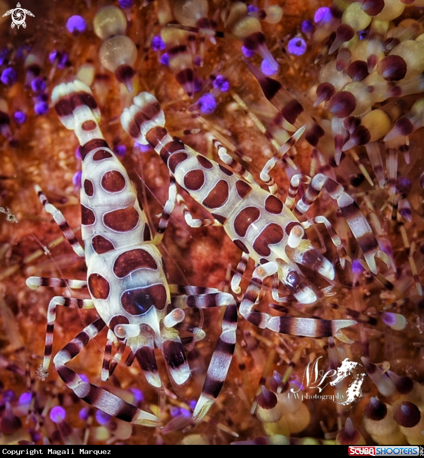 A Coleman Shrimp 