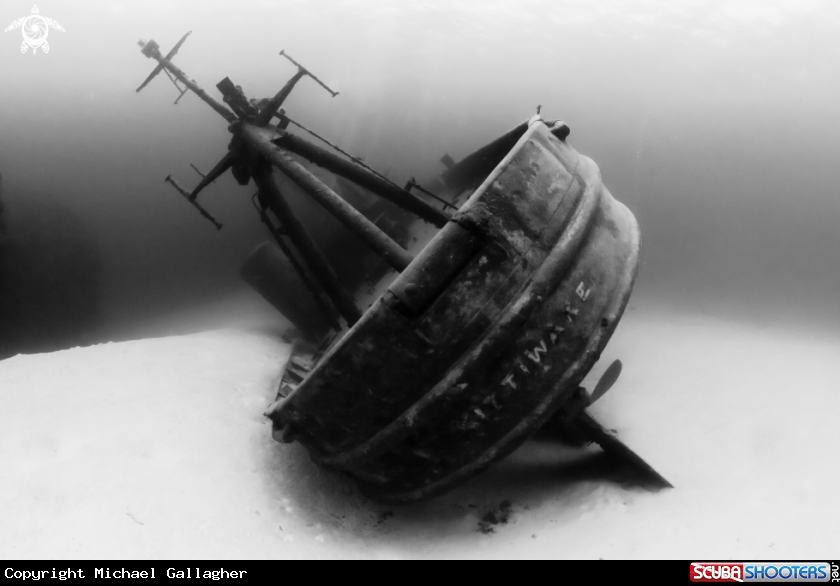 A Kittiwake Stern