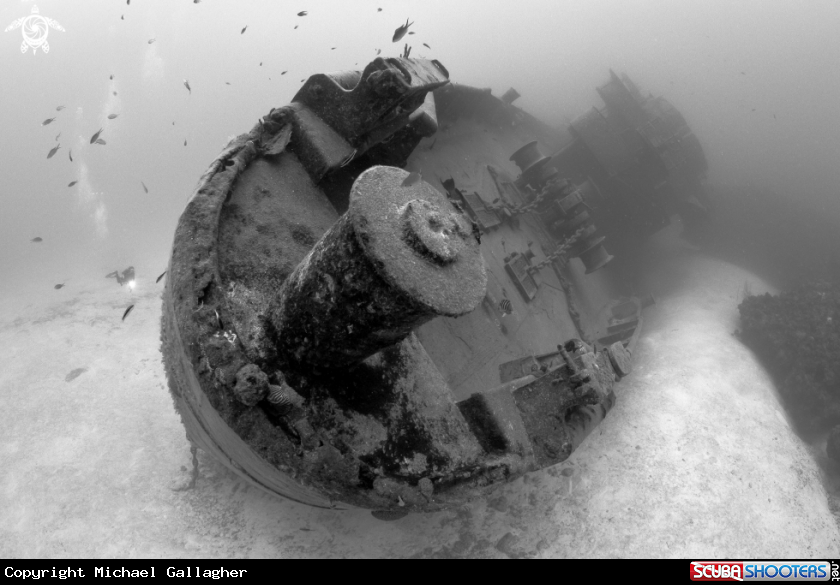 A Kittiwake Bow
