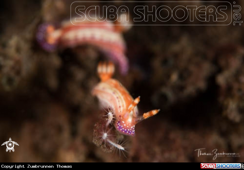 A Nudibranch 