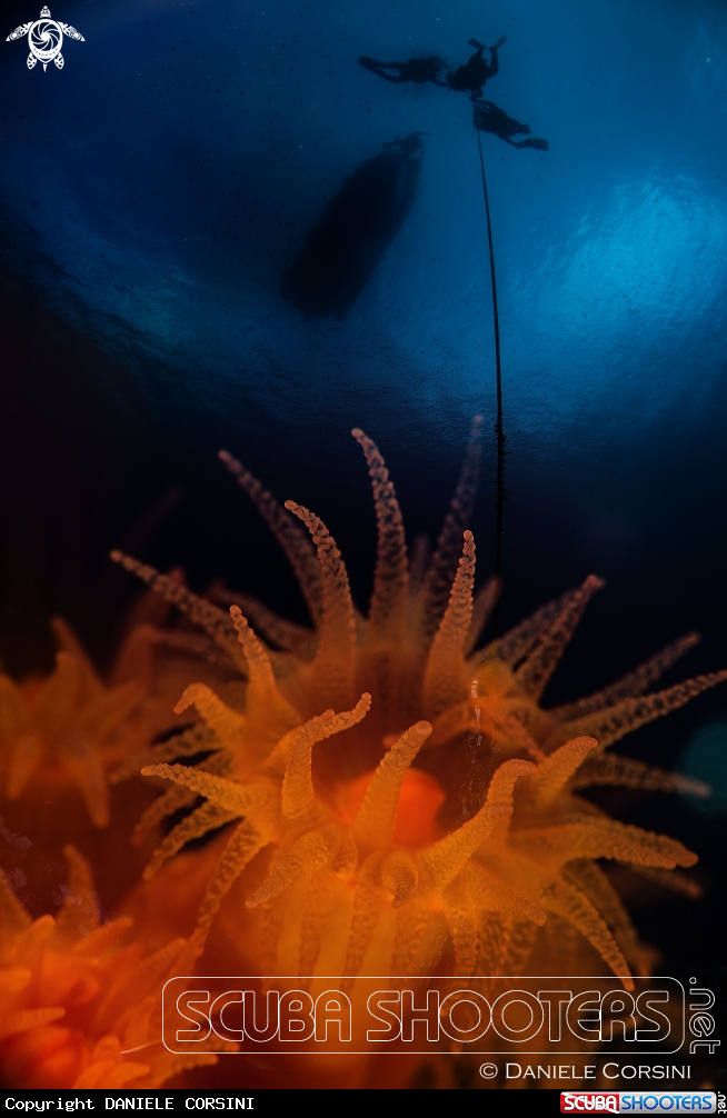 A Madrepora arancione