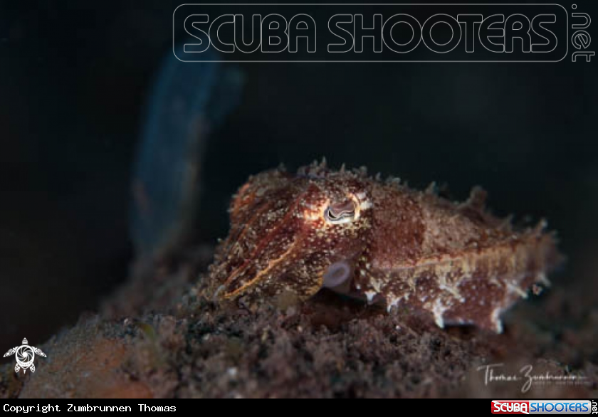 A Squid 