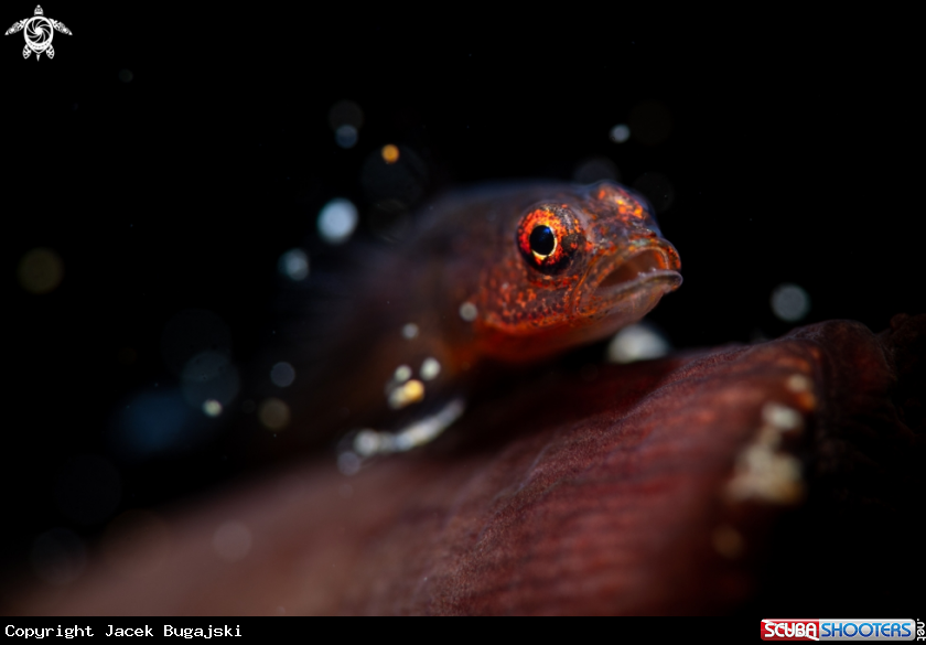 A Goby