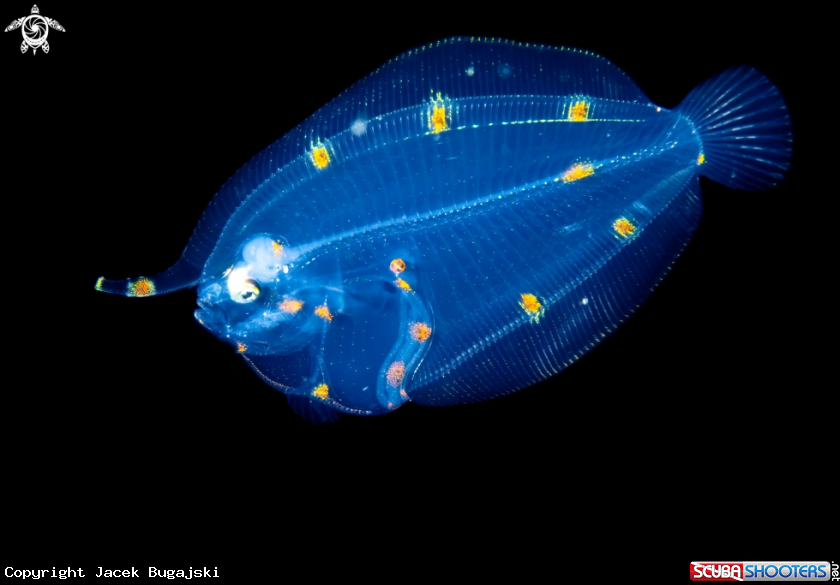 A Flounder Larva