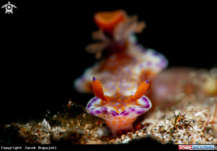 A Nudibranch
