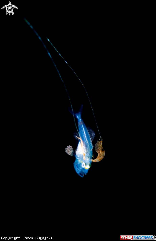 A Crocodile toothfish