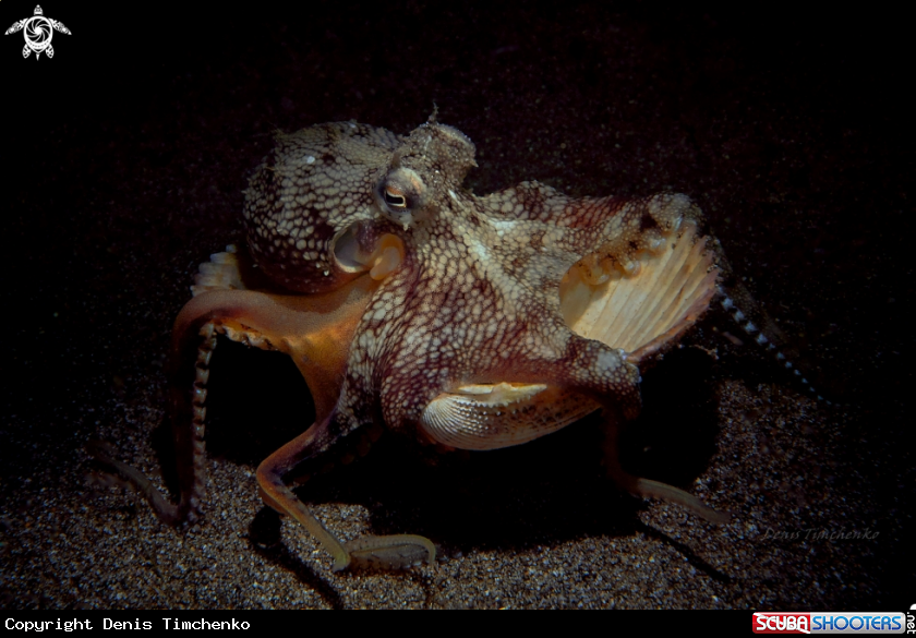 A coconut octopus