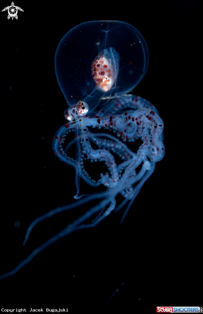 A Juvenile Wunderpus