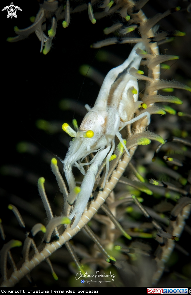A Shrimp