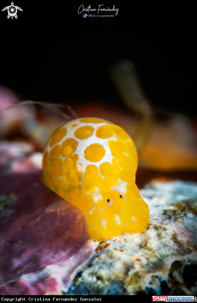A Nudibranch