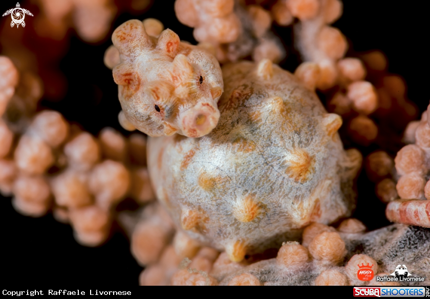 A Pigmy seahorse