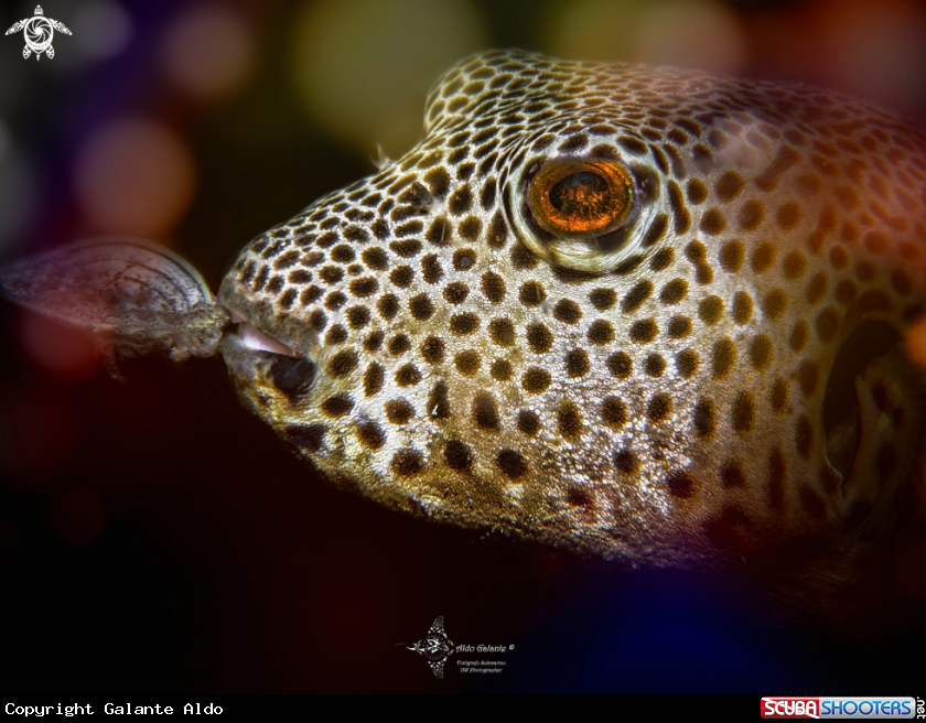 A Pufferfish