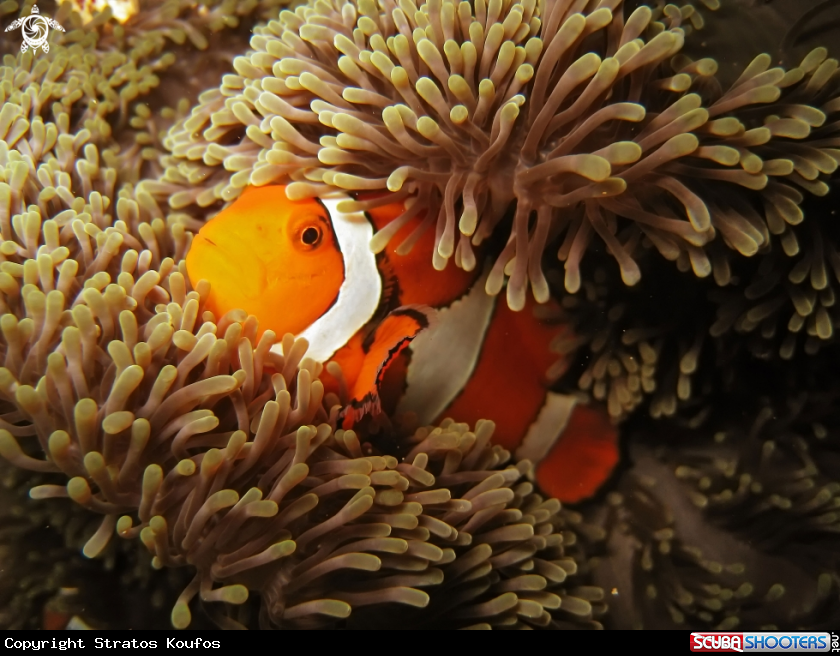 A underwater creature