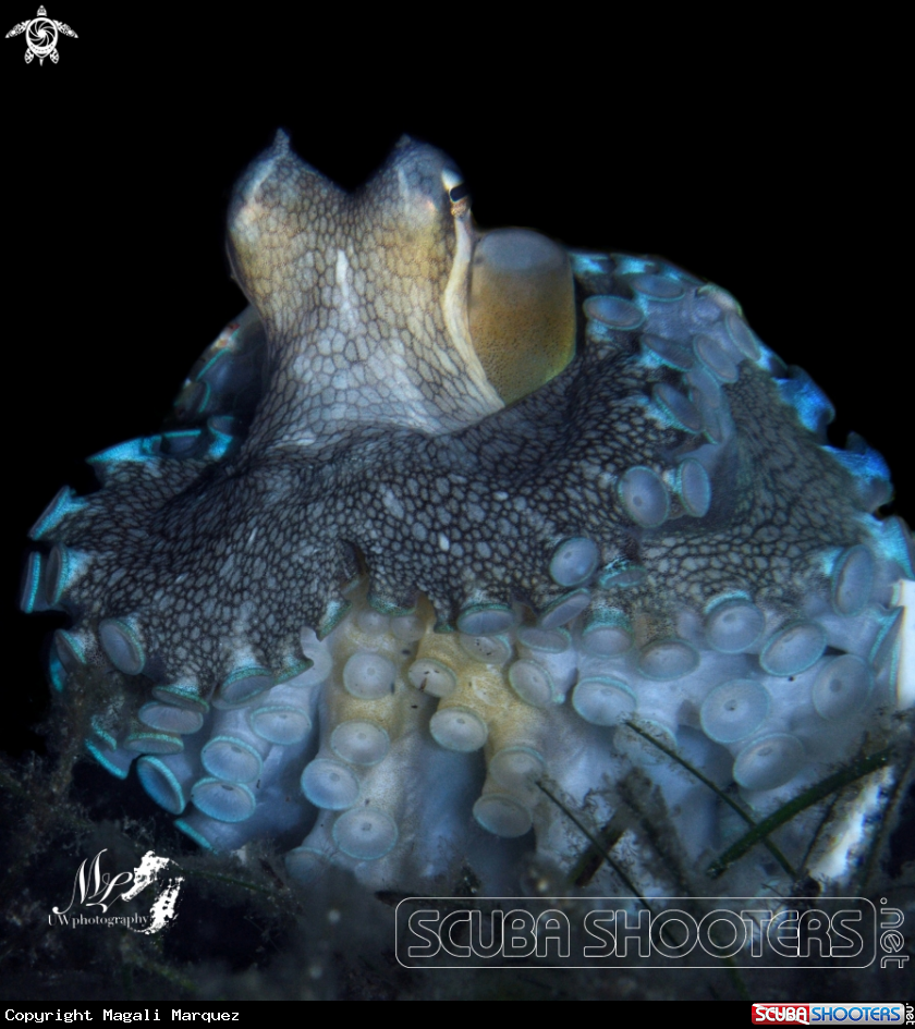 A Coconut octopus 