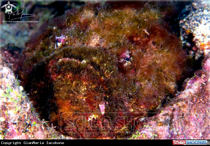A Stone fish