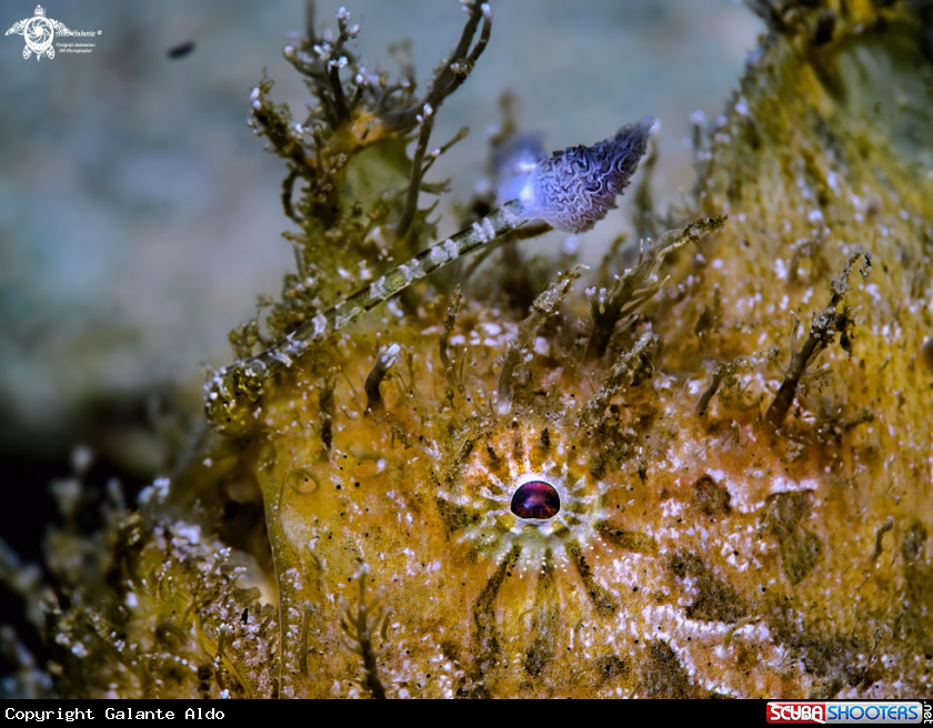 A Hairy Frogfish