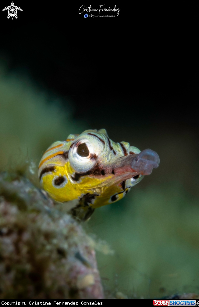 A Pipefish