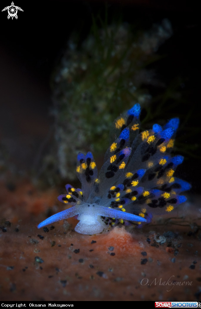 A Nudibranch Stiliger sp. 