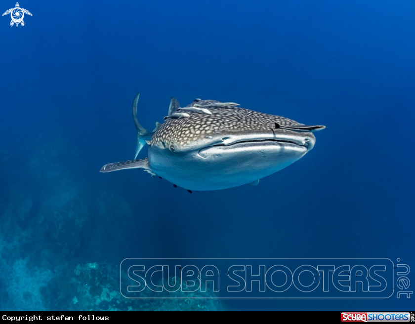 A Whale Shark