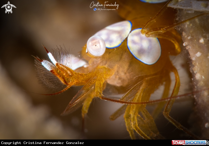 A Shrimp