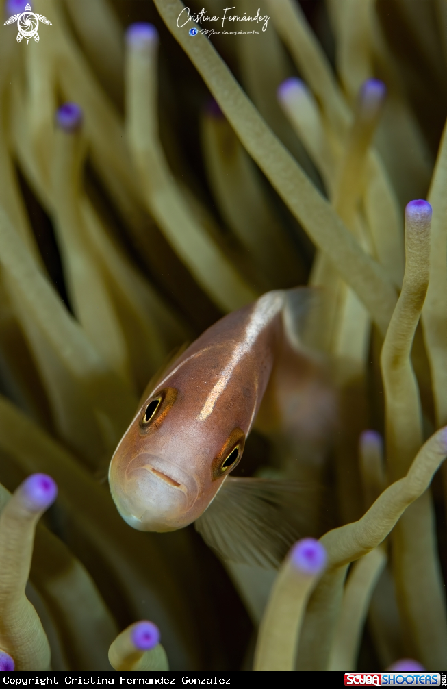 A Clown fish
