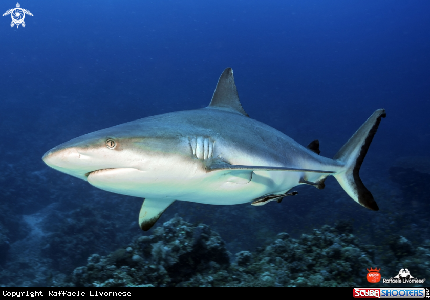 A Grey shark