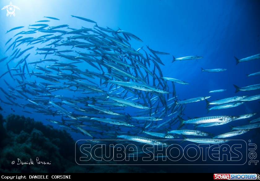 A Barracuda