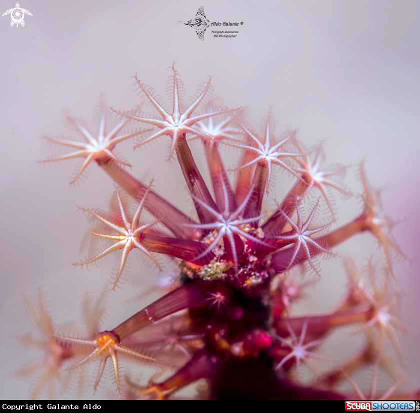 A Soft Coral
