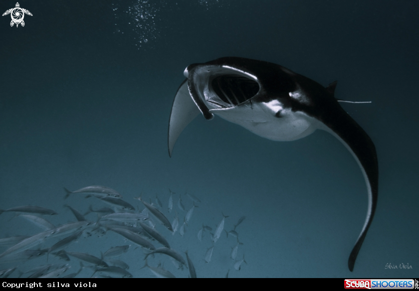 A Reef Manta Ray