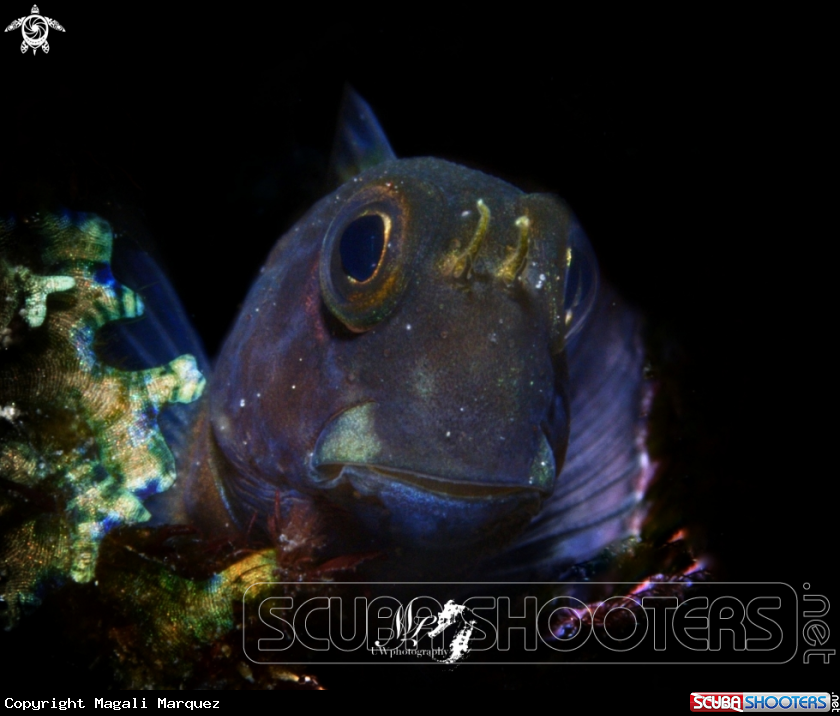 A Blenny