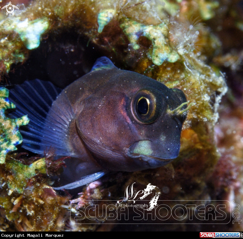 A Blenny 