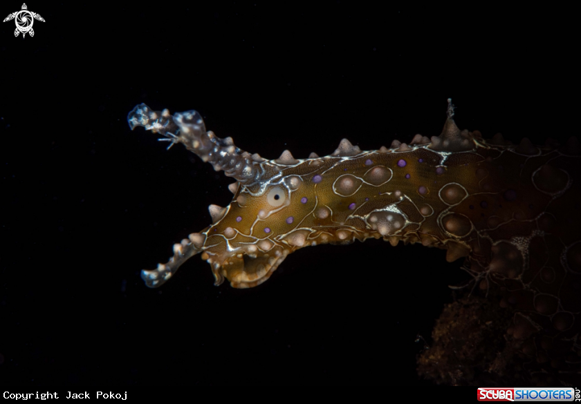 A Petalifera ramosa.