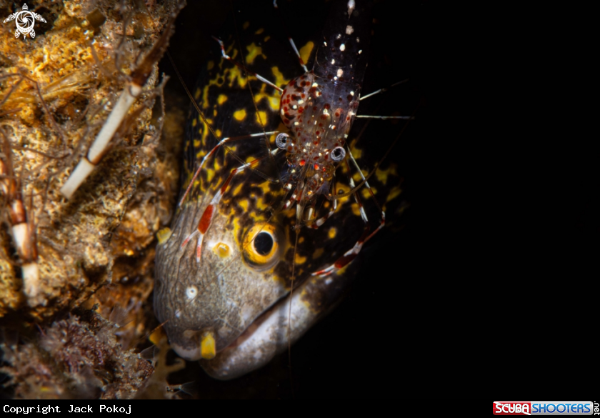 A Cleaner shrimp